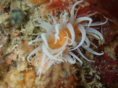 Actinothoe sphyrodeta