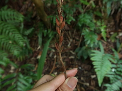 Erythrodes