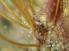 Pycnoclavella aurilucens