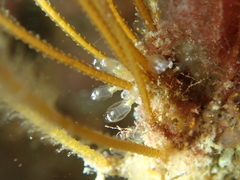 Pycnoclavella aurilucens