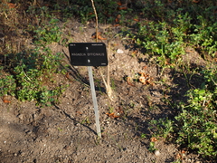 Magnolia officinalis