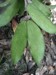 Gilbertiodendron diphyllum