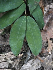 Gilbertiodendron diphyllum
