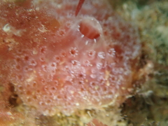 Aplidium elegans