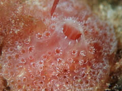 Aplidium elegans