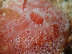 Aplidium elegans