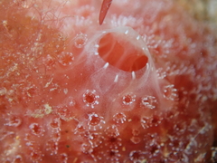 Aplidium elegans