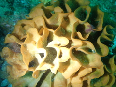 Pentapora foliacea