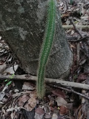 Acanthocereus hesperius