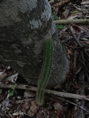 Acanthocereus hesperius