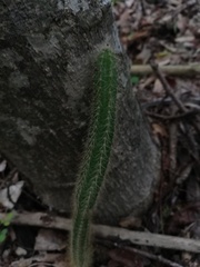 Acanthocereus hesperius