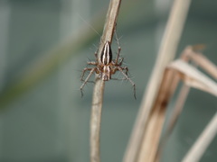 Oxyopes elegans