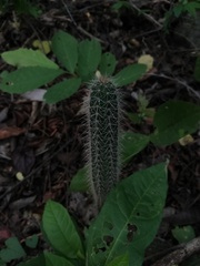 Acanthocereus hesperius