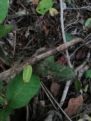 Acanthocereus hesperius