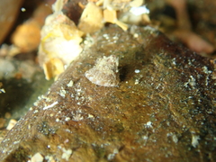 Jujubinus exasperatus