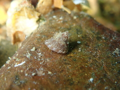 Jujubinus exasperatus