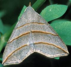 Colobochyla salicalis