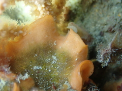 Pentapora foliacea