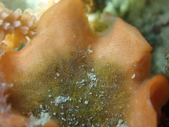 Pentapora foliacea