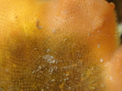 Pentapora foliacea