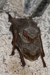 Taphozous mauritianus