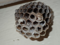 Polistes humilis humilis