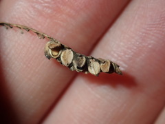 Paspalum scrobiculatum