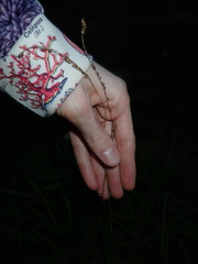 Paspalum scrobiculatum