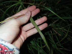 Paspalum scrobiculatum