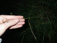 Paspalum scrobiculatum