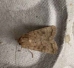 Hoplodrina blanda
