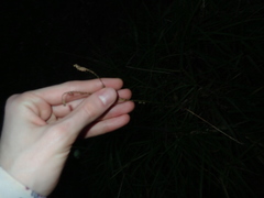 Paspalum scrobiculatum