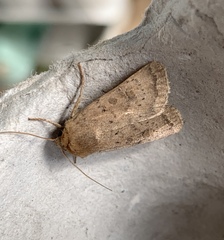 Hoplodrina blanda