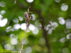 Pseudomictis obtusispinus