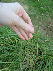 Paspalum scrobiculatum