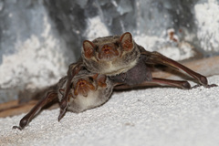 Taphozous mauritianus