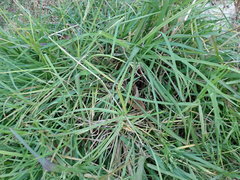 Paspalum scrobiculatum