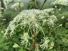 Angelica pubescens