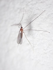 Claspettomyia