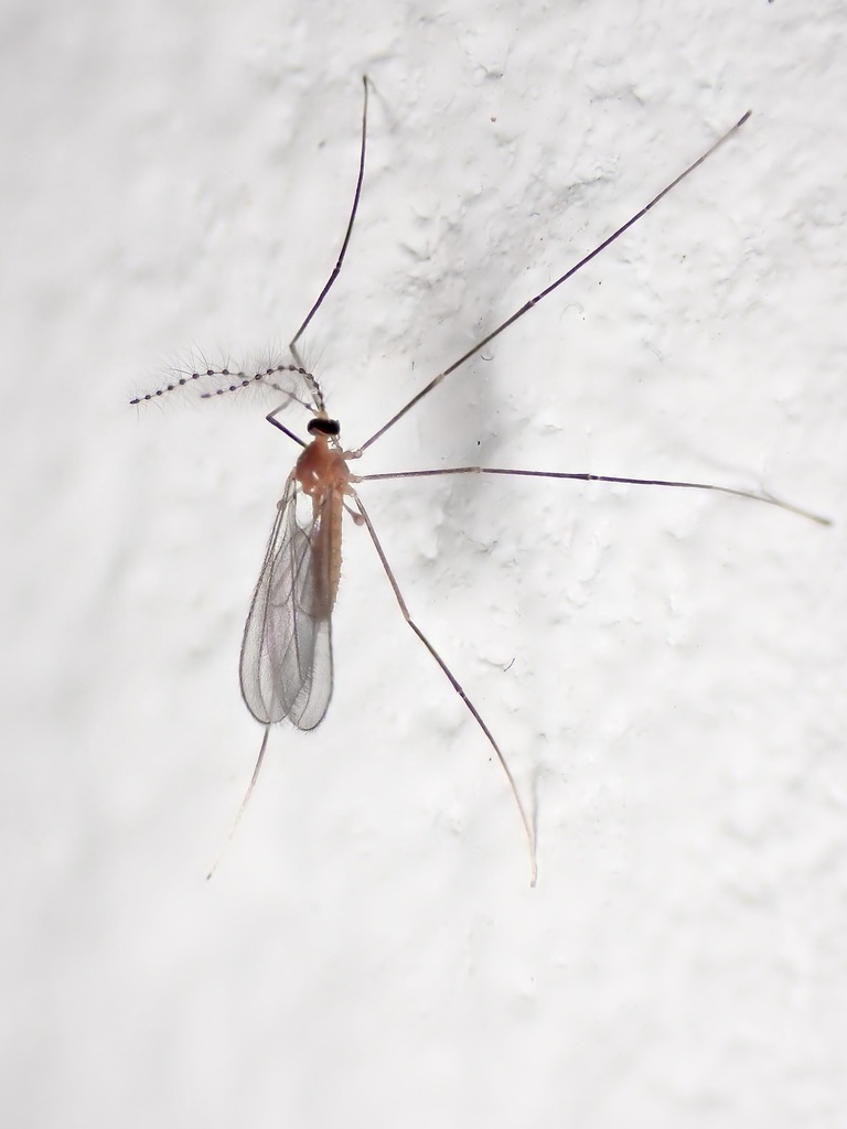 Claspettomyia