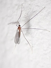 Claspettomyia