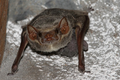 Taphozous mauritianus