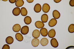 Puccinia hieracii piloselloidarum