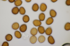 Puccinia hieracii piloselloidarum