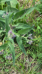 Symphytum officinale