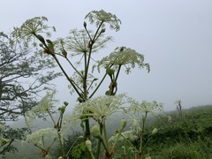 Angelica pubescens