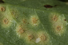 Puccinia convolvuli