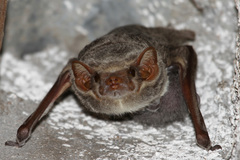 Taphozous mauritianus