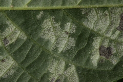 Pseudomicrostroma juglandis