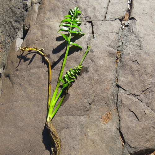 Berula erecta subsp. thunbergii image